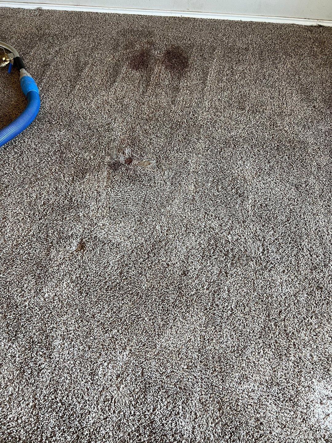 Carpet cleaning,steam cleaning,Deep cleaning, Baytown tx  Thumbnail