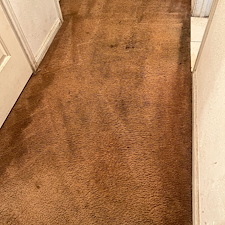 Carpet-cleaningsteam-cleaningshampooinghumble-tx 0