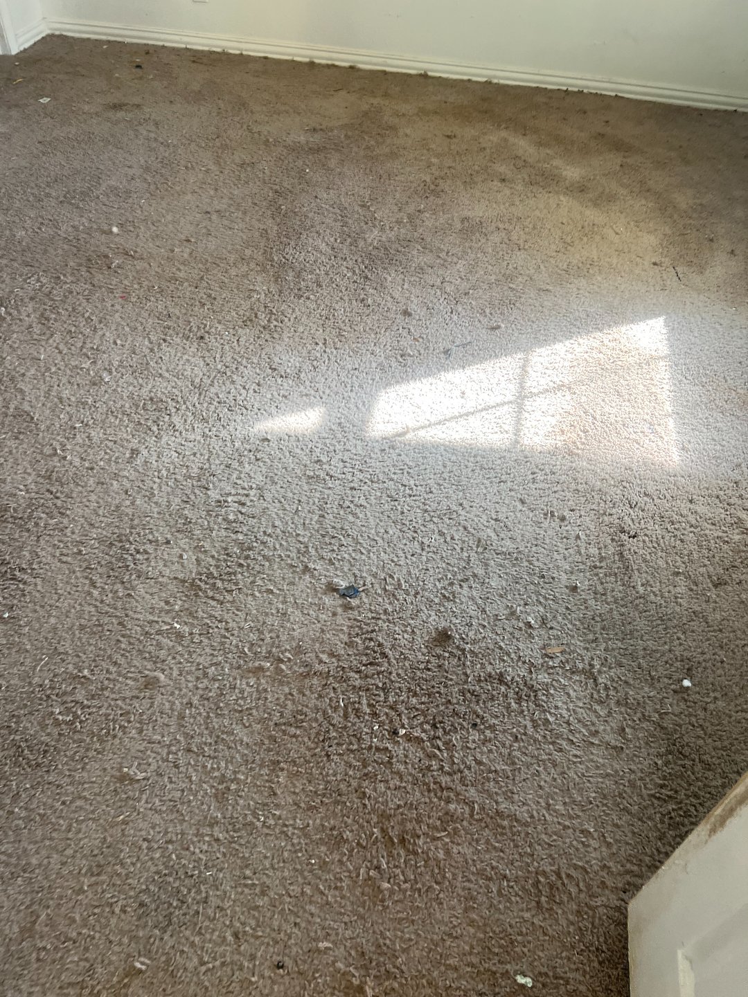 carpet cleaning.Steam cleaning.shampooing,pearland tx  Thumbnail