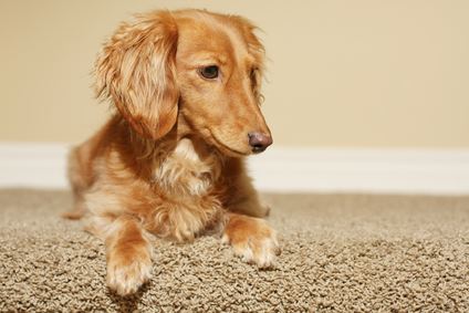 Pet Stain Removal